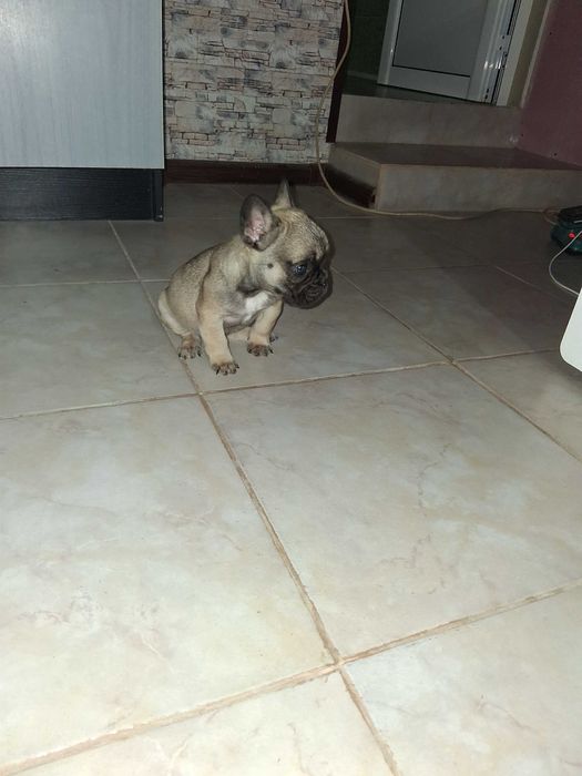 Продава се мъжко булдоче