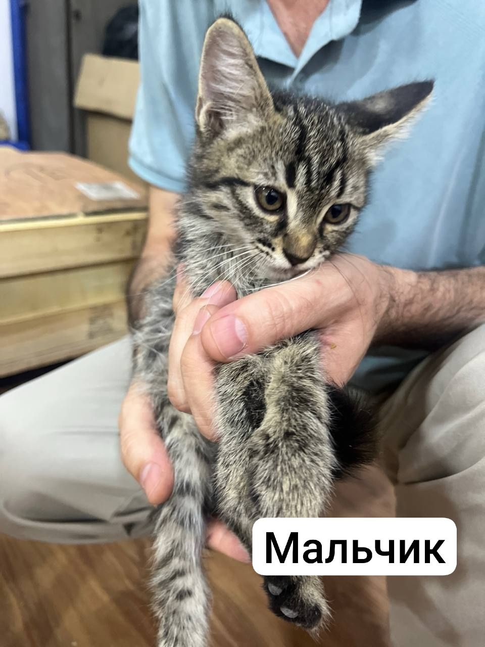 Отдаются умные и ласковые котята в добрые руки