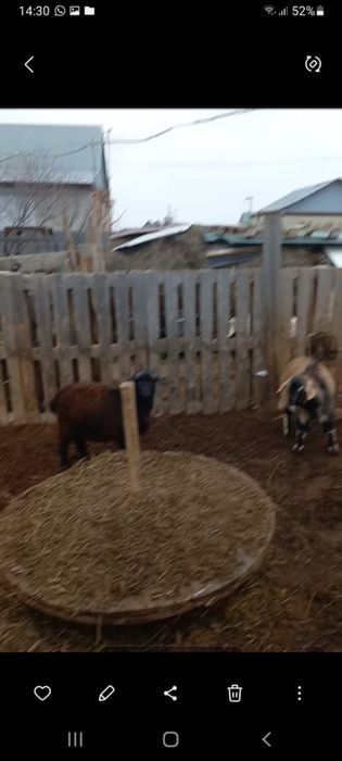 Ешкілер сатылады