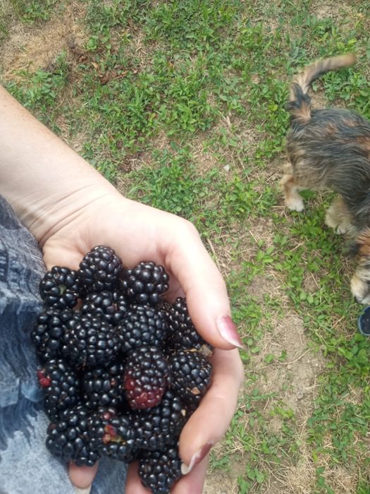 Tund gazon, curte, grădină