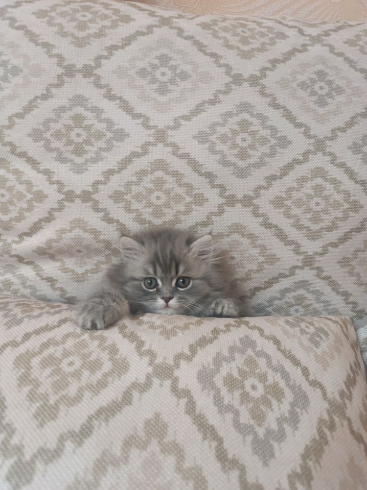 Британский длиношерстный котенок