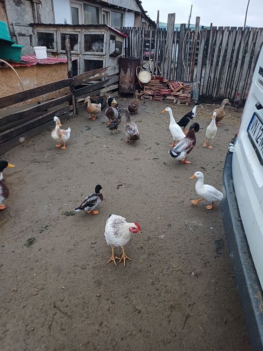 Vând rate și gaste