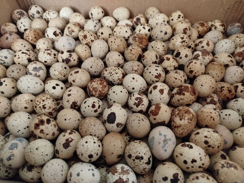 Bedana tuxum istemol uchun va inkubatsaga