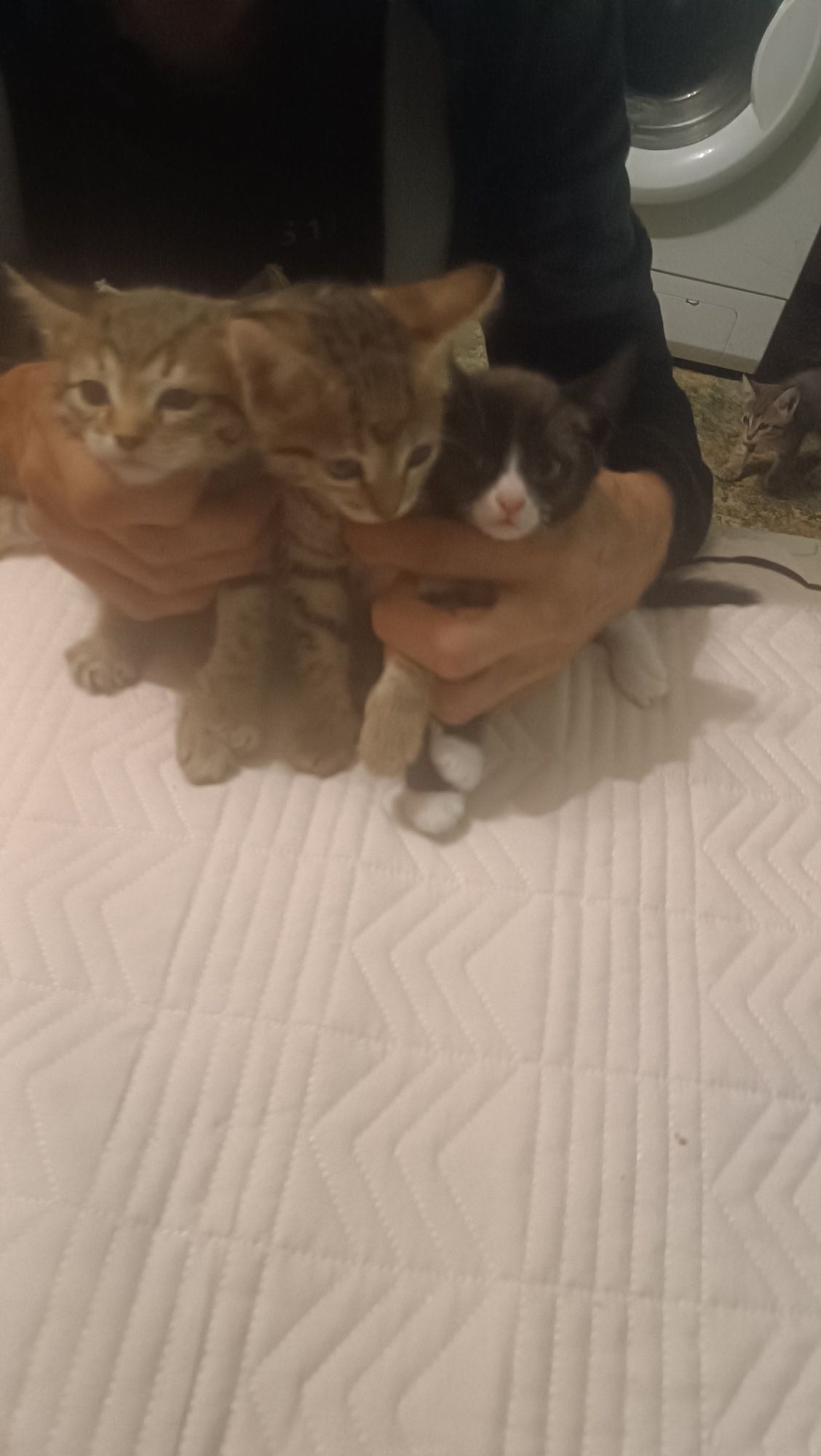 Бесплатно котята