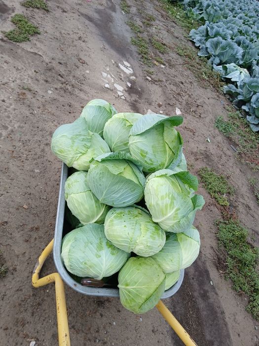 Varză  de toamnă