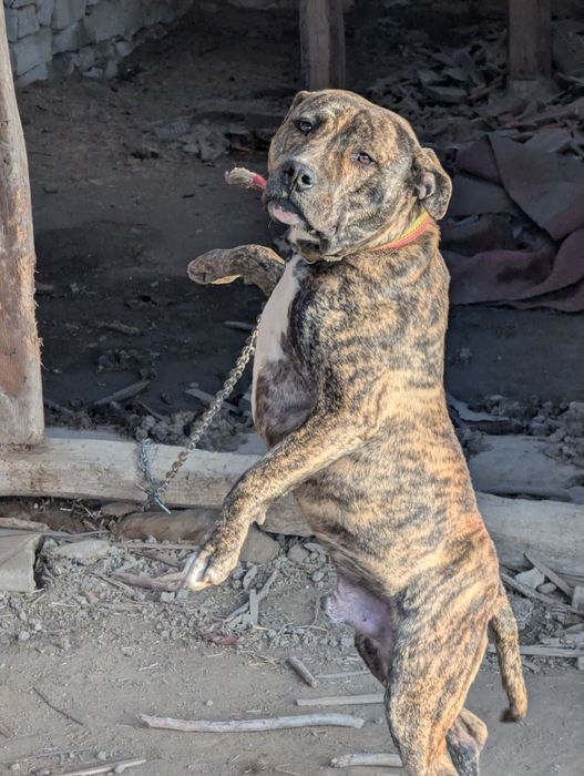 Питбул,месеца, ваксина, паспорт мъжки