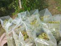 Struguri pentru vin Cesla, Aligote, Feteasca