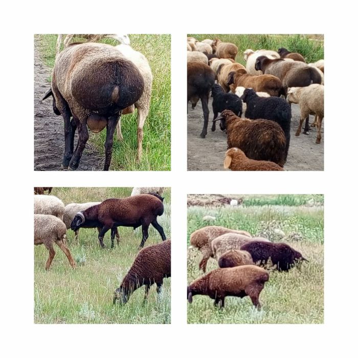 Бараны на продажу