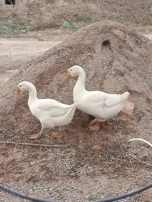 Продам гусей. Домашние