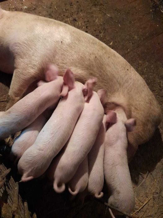 Продам поросят, 1 месяц