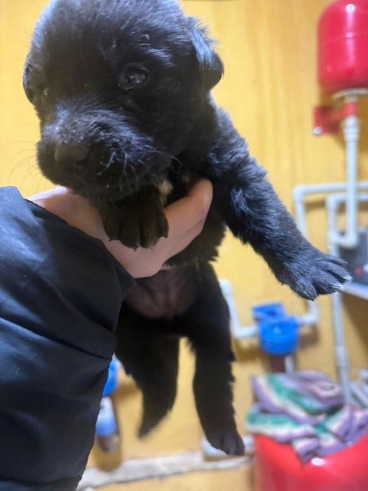 Щенки лабрадора ретривера