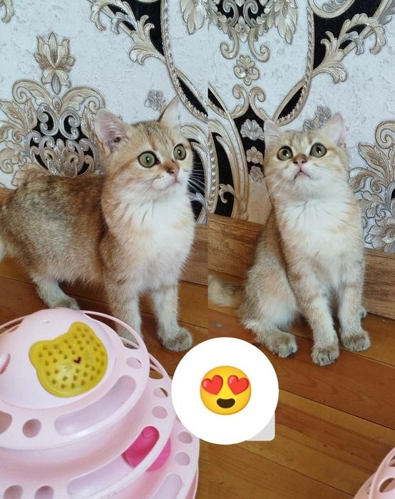 Britanskiy shinshilla va strayt oʻg'il bola mushukchalar