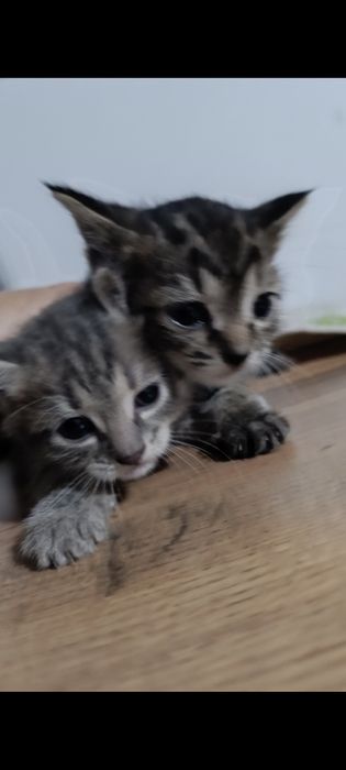 Котята 1,5месяца