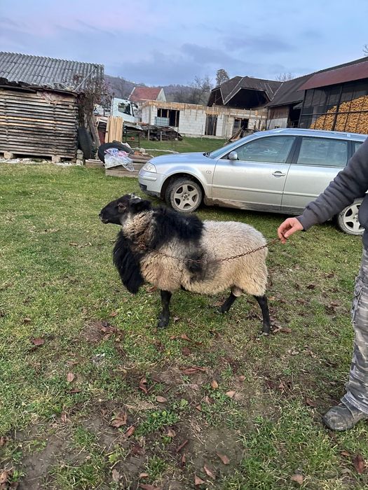 Berbec Romanov rasa pura