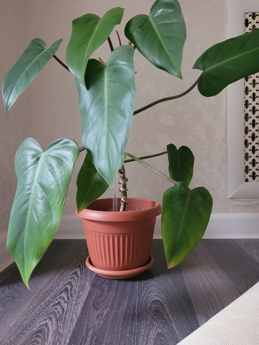 Продам комнатные цветы филодендрон