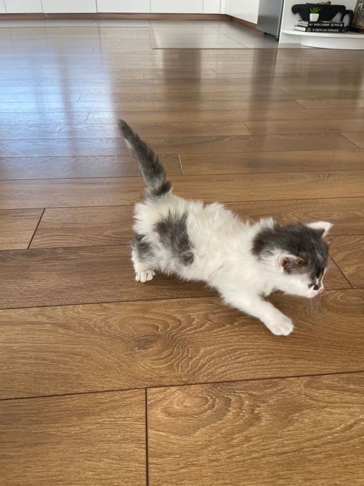 Подаряват се дългокосмести котенца