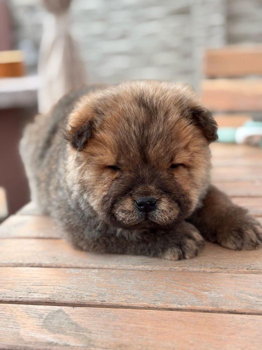 Chow chow rasa pura cățel pedigree