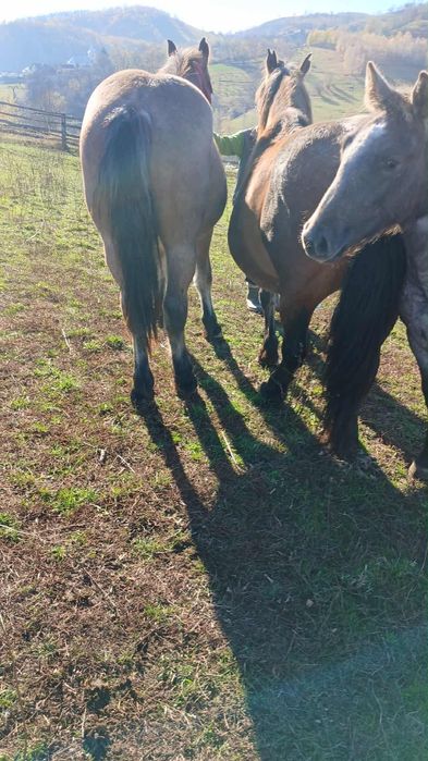 Vând  trei mânzi semi-grei