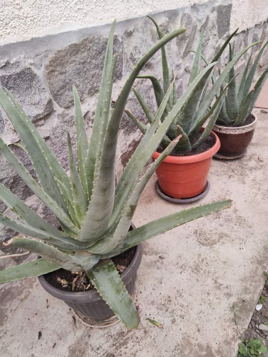 Алое вера - различни големини