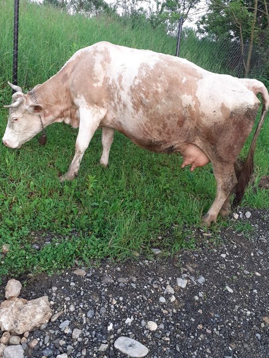 Vaca cu lapre de vanzare