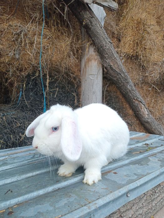Vând iepure mascul metiș cu Fluture German si Berbec Francez