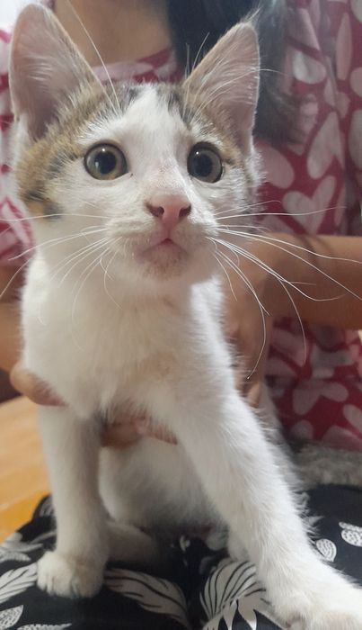 Продаю кота 50.000