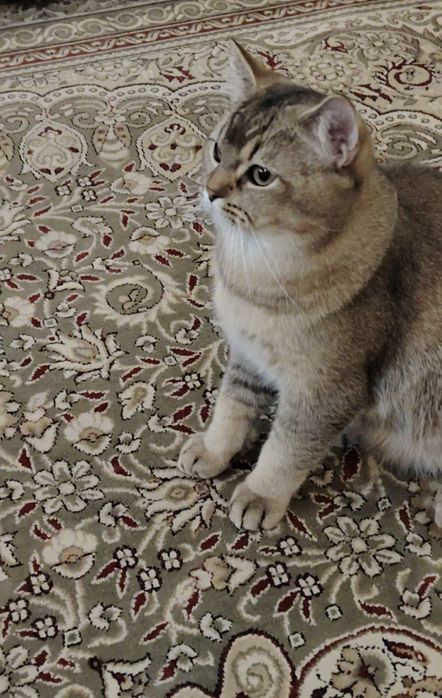 Приглашаем девушк на вязку