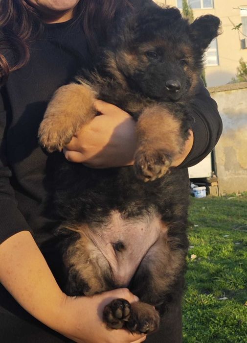 Немски овчарки дългокосмести