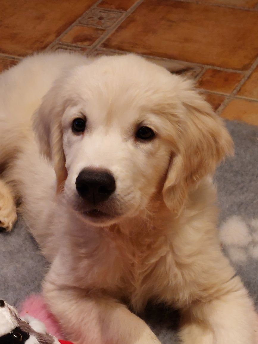 Vand catelus de golden retriever