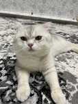 Scottish fold sotiladi.