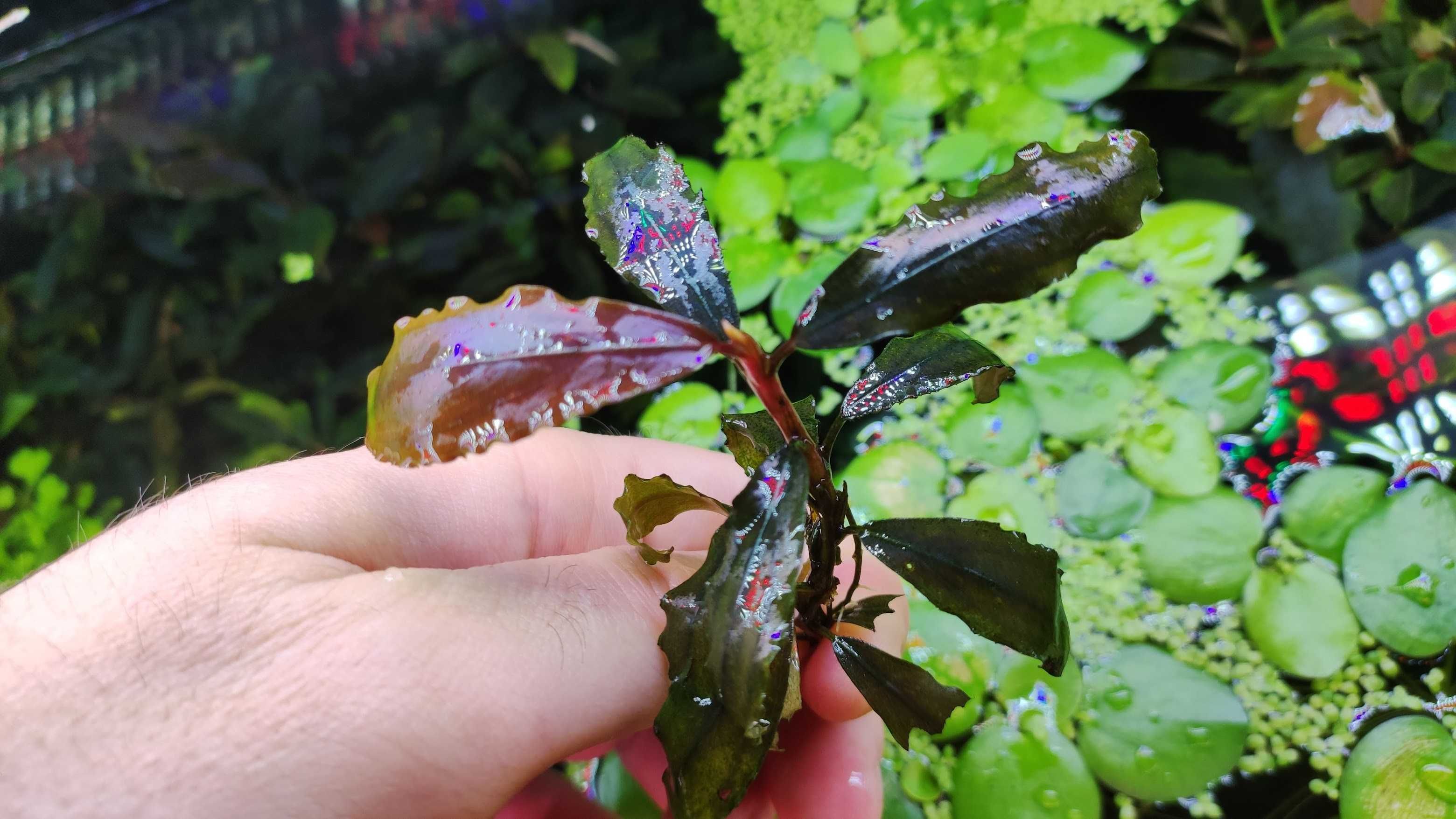 Plante acvariu Bucephalandra 10+ soiuri, carasi sarasa, plante iaz