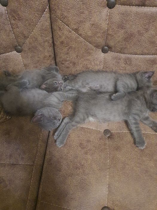 шотланские котята