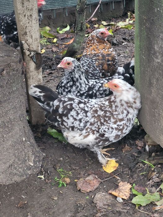 Gainuse si cocoșei pitici