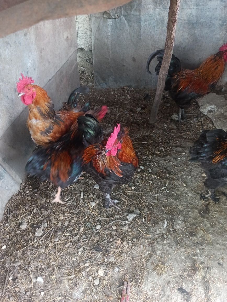 Vând pui de curca, găină de țară etc .