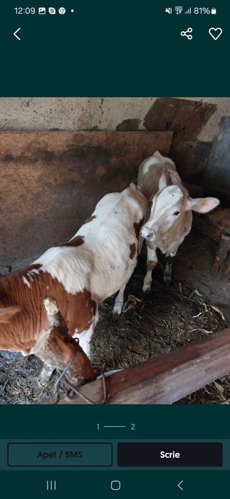 Aduc viței pe comandă!!