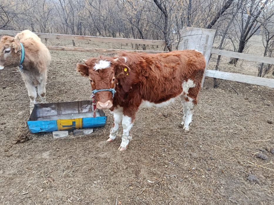 Согымга тайынша сатылады