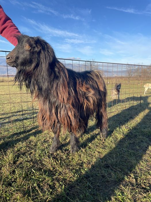 Vand tap bun pentru tinut