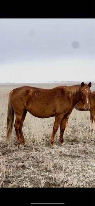 4 бас кулынды бие сатылады