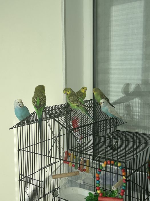 Продаю попугаев малышей