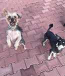 Catelusi pentru adoptie