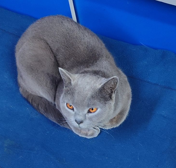 Котенок мальчик британец