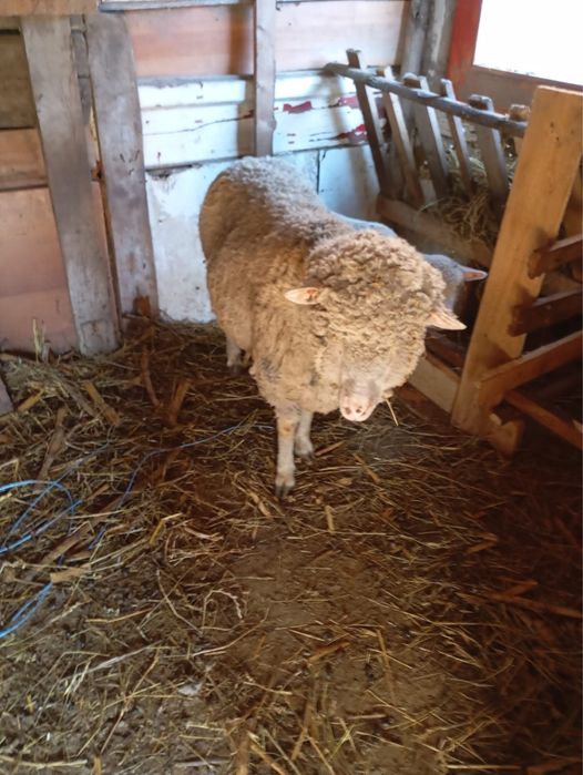 Vand oi, 750 milioane  bucata