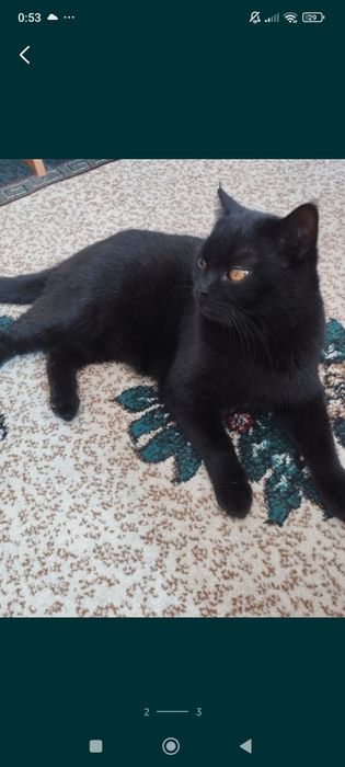 Скотиш страет продам срочно