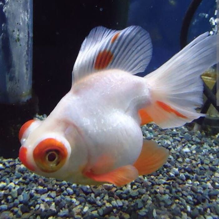 Рыба Телескоп белый красный окрас