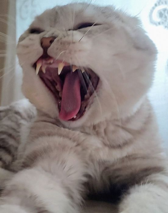 Шотландский кот. Вязка