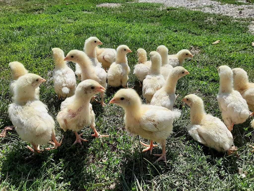 Продавам пилета бройлери