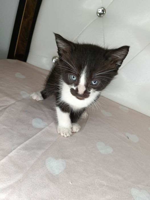 Dau spre adopție pui de pisica