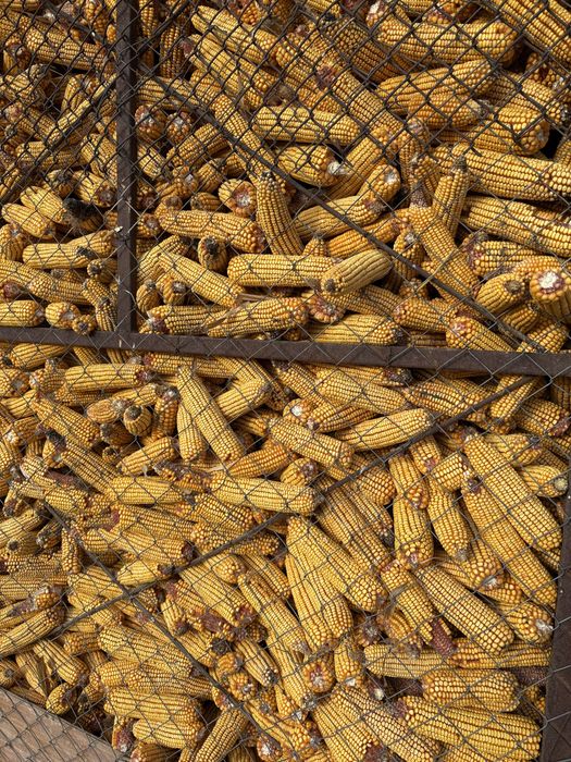 Porumb stiulete de calitate  2025