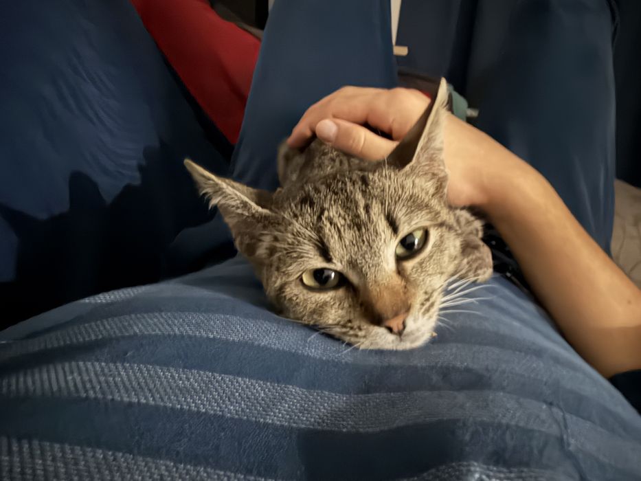 Donez pui de pisica (motan)