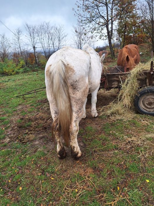 De vânzare iapa bună de lucru